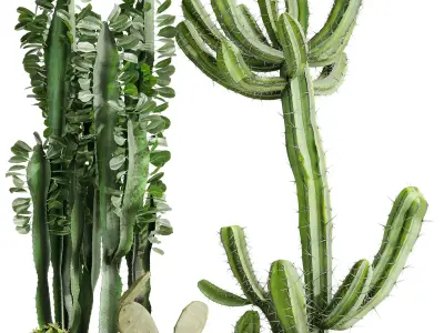 Cactus Collection in a metal pot - indoor plants 685 3D model