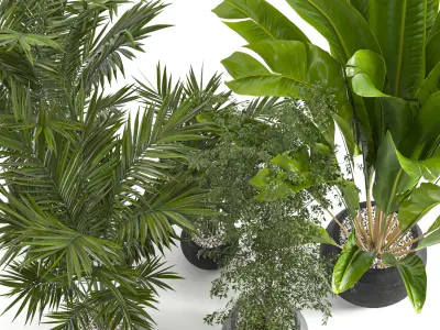 Collaction Indoor plant vol 53 3D model