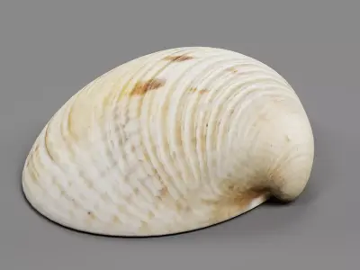 -Clam V7- 3D model