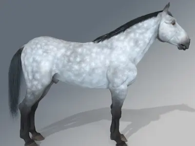 Horse - Dapple Gray Warmblood 3D model