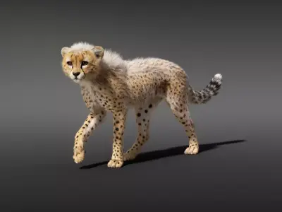 Cheetah Young Animated 3D model