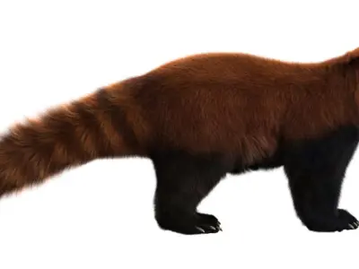 Red panda with realistic fur 3D model