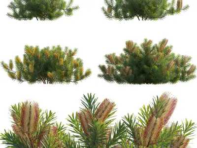 Banksia spinulosa - Hairpin Banksia 01 3D model