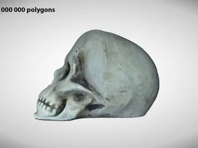 Skull Photoscanned Game Ready Free low-poly 3D model
