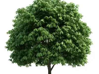 Feathery Full Green Tree 3D model