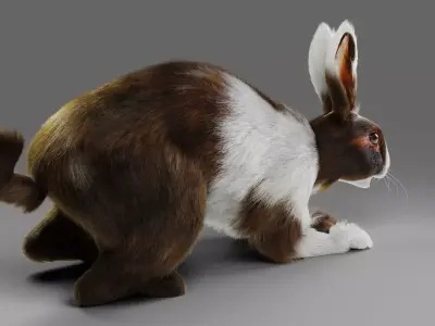 Fur Rabbit Gray V04 Rigged Low-poly 3D model