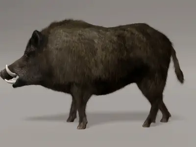 Wild Boar 3D model
