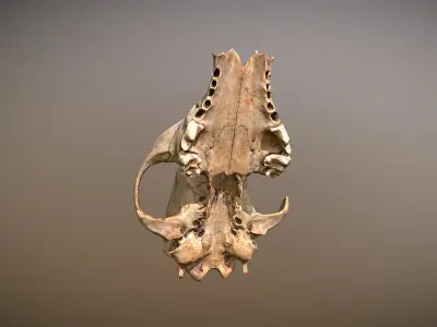 3D scanned photorealistic Broken Skull Low-poly 3D model