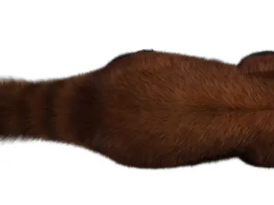 Red panda with realistic fur 3D model