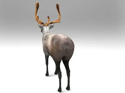Reindeer Rigged  Low-poly 3D model