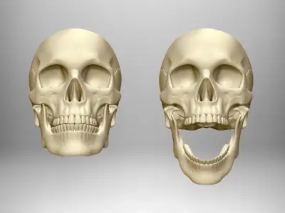 Skull articulated 3D print model