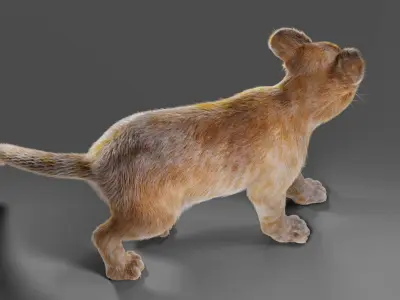 Fur Baby Lion Rigged in Blender  Low-poly 3D model