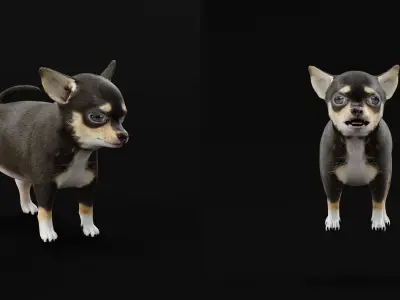 Short Haired Chihuahua Puppy Dog Low-poly 3D model