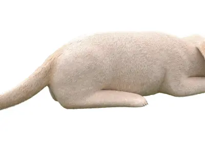 Golden Retriever puppies for kind designer hands 3D model