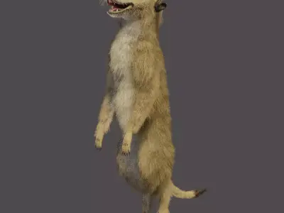meerkat 3D model