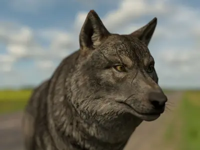 the wolf 13 animated Low-poly 3D model