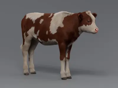 Realistic Cow Calf With Fur Rigged 3D model