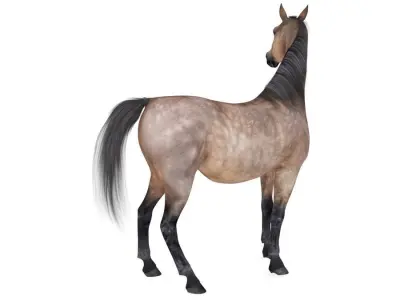 Horse Collection 03 3D model