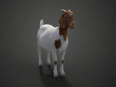 Boer Goat  with 1 Animation VFX Grace 3D model