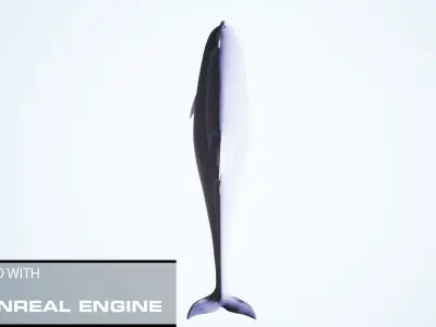 Realistic Dolphin unreal engine Low-poly 3D model