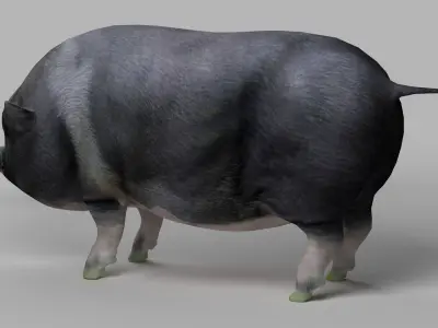 pig meat pork bacon pigletshoat swinedomestic 3D model