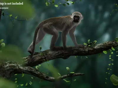 Monkey Ververt FUR Rig 02 3D model