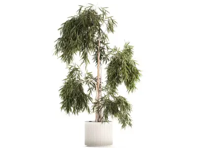 Beautiful weeping willow tree Olive in flowerpot 1346 3D model