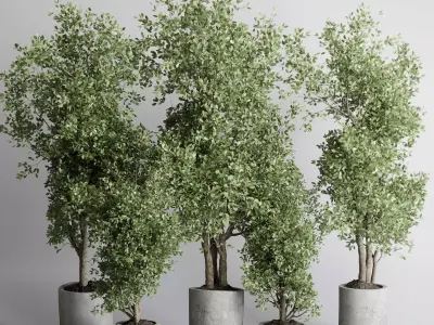 indoor plant 433 plant tree vase dirty concrete 3D model