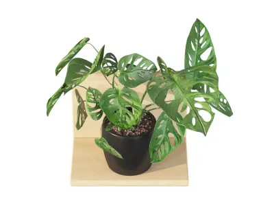 Monstera monkey mask 01 3D model