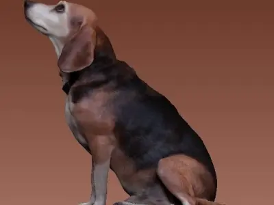 Beagle-3 dog sitting - model 1 Low-poly 3d scan animal 3D model