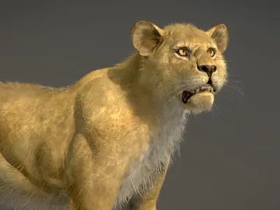 Lion Female 3D model