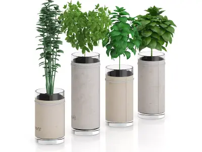 Four Herbs in Glass Pots 3D model