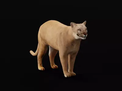 Cougar Cat Low-poly 3D model