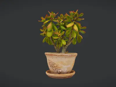 plant crassula 3D model