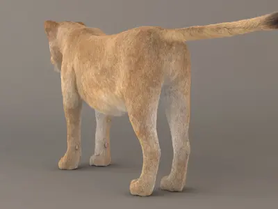 Lioness Fur Model 3D model