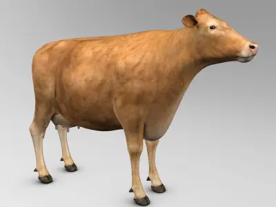 Cow Limousin 3D model