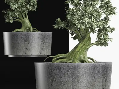 Plants Collection 148 Sageretia Theezans 3D model