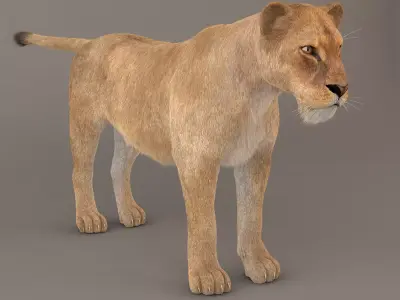 Lioness Fur Model 3D model