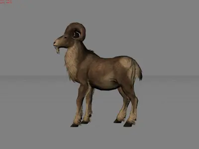 Fighter Goat Animal  Low-poly 3D model