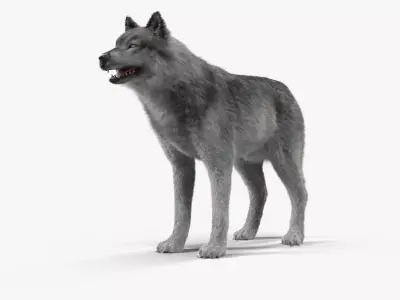 Wolf Grey Low-poly 3D model