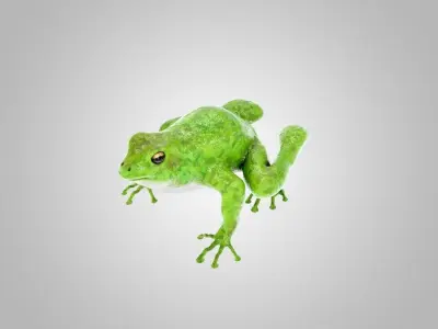 Frog Green 3D model