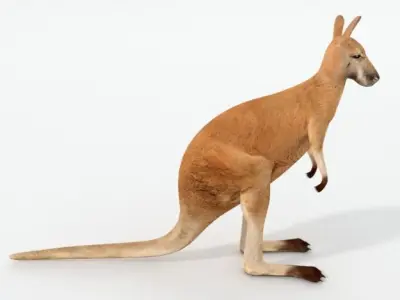 Kangaroo Low-poly 3D model