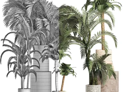 Plants Collection 202 Egyptian Palms 3D model