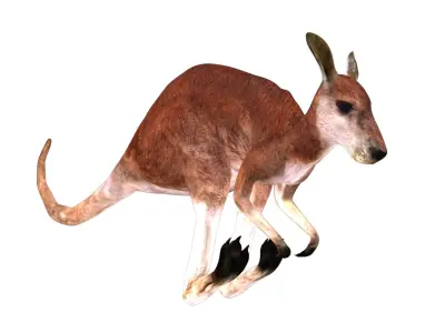 Kangaroo Rigged and Animated 3D model