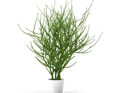 Pencil cactus 3D model