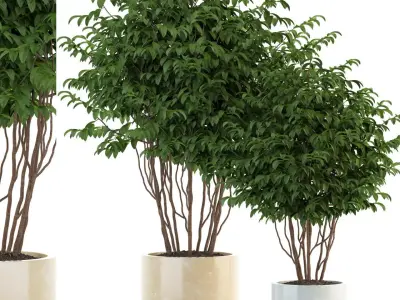 Plants collection 91 3D model