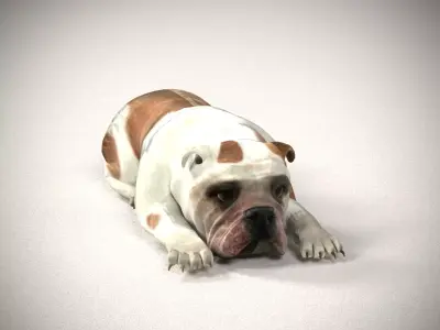 Cute Bulldog 3D model