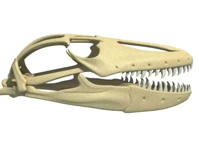 Komodo Dragon Skull 3D model