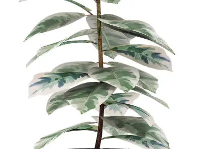 Plant in Pot Flowerpot Exotic Plant 3D model 15