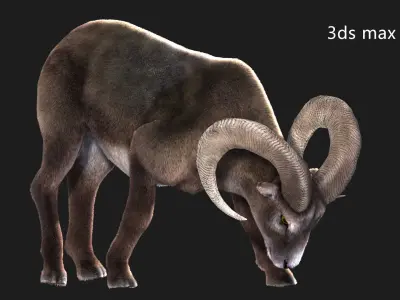 rigged goat ram sheep  Low-poly 3D model